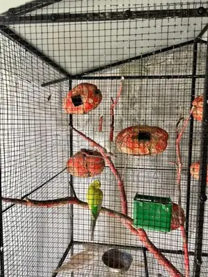 Birds Cage