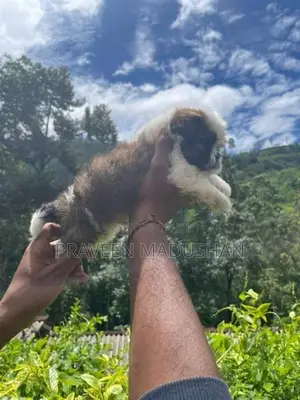 Shihtzu Puppies