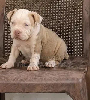 Amarican Bully Puppies
