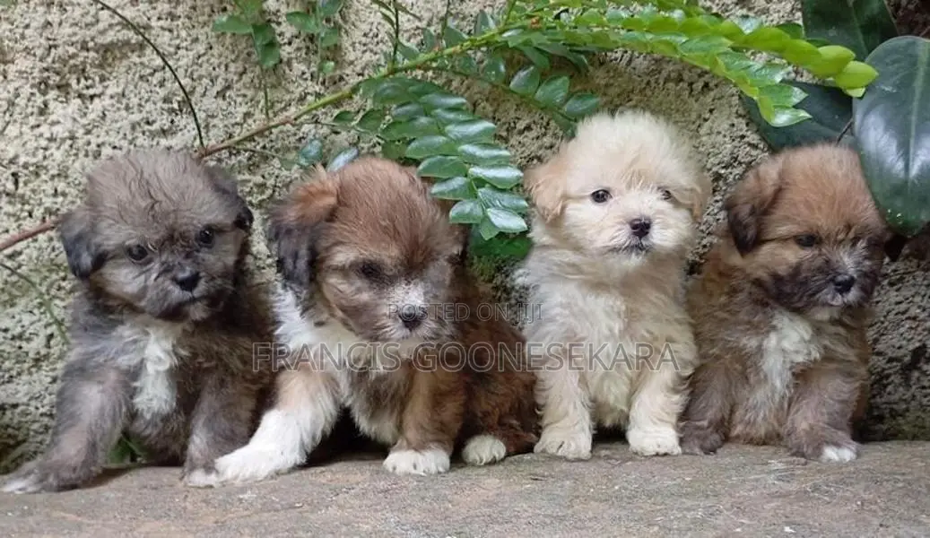 Tibetan Terrier Puppies