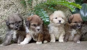 Tibetan Terrier Puppies