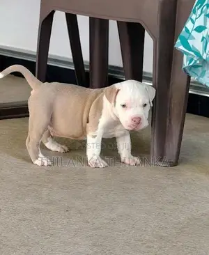Amarican Bully Puppies