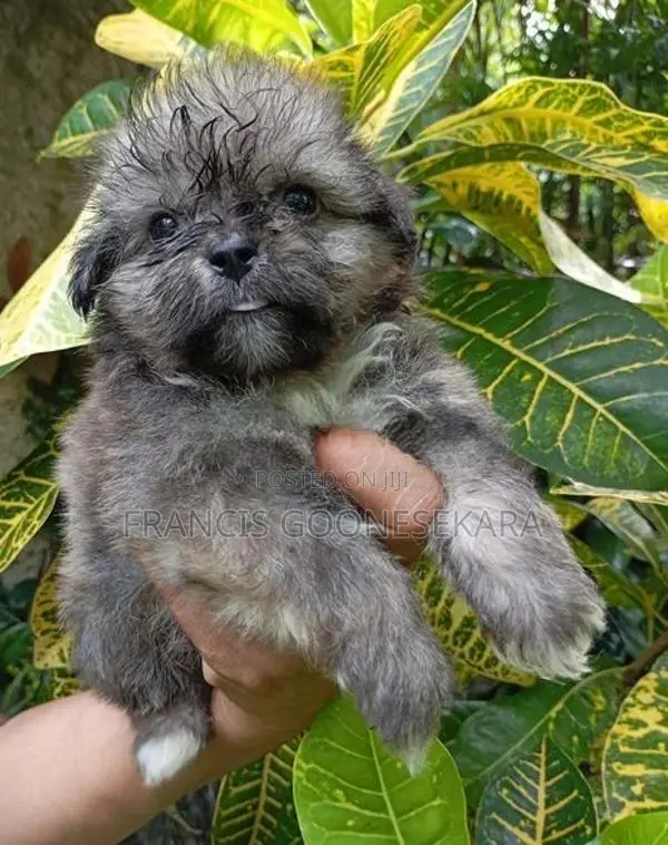 Tibetan Terrier Puppies