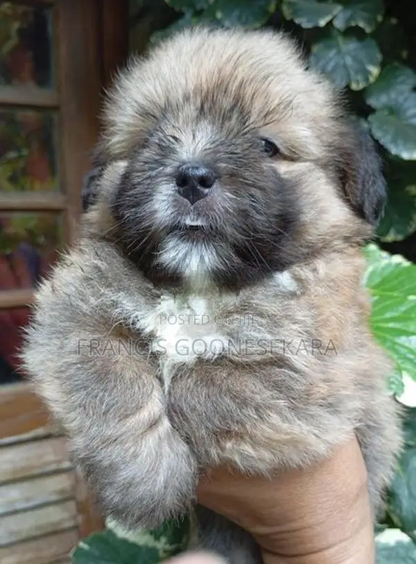 Tibetan Terrier Puppies