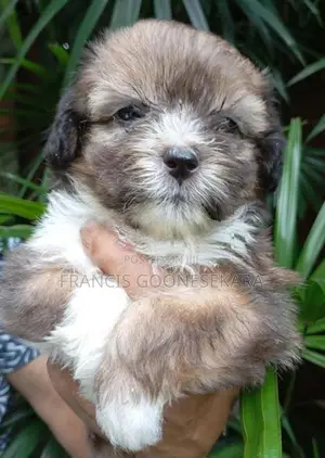 Tibetan Terrier Puppies