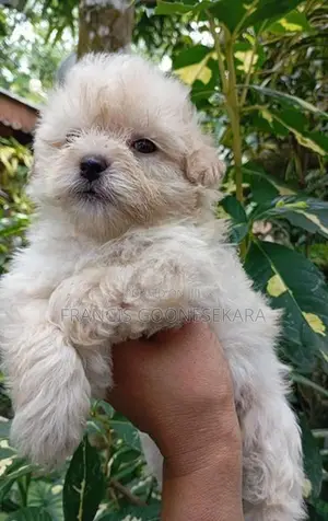 Tibetan Terrier Puppies