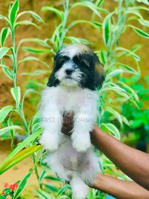 Shih Tzu Puppies