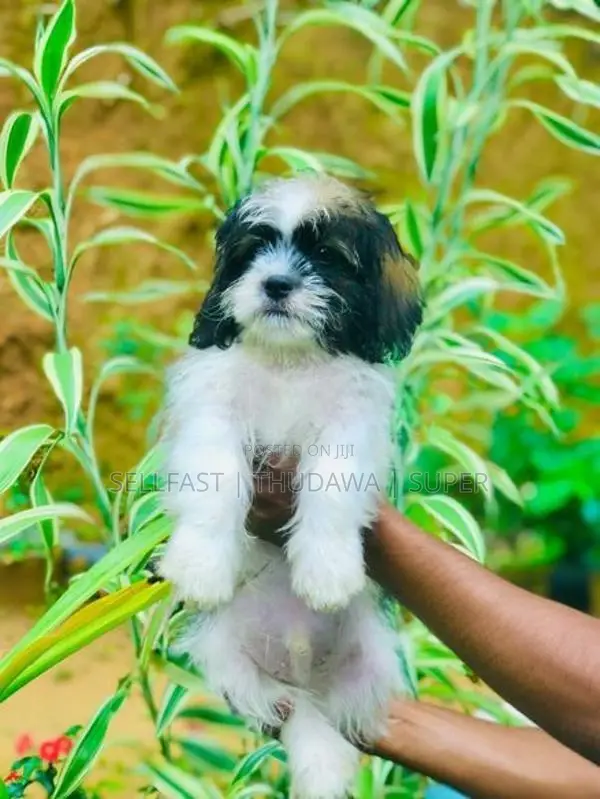 Shih Tzu Puppies