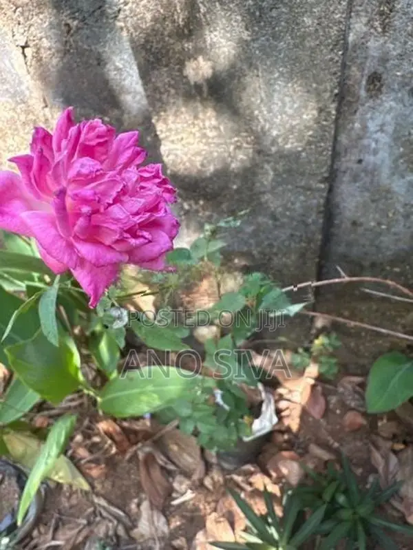Rose plants