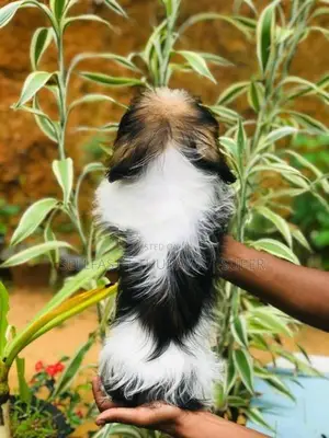 Shih Tzu Puppies