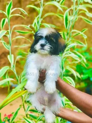 Shih Tzu Puppies