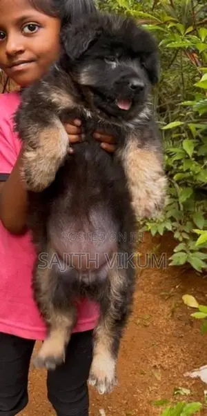 German Shepherd Puppies