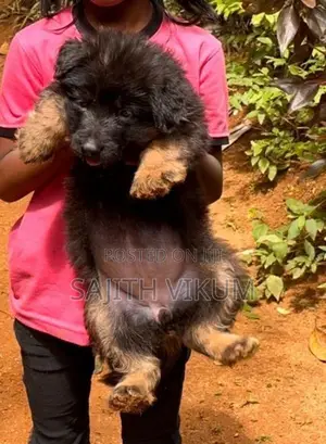 German Shepherd Puppies