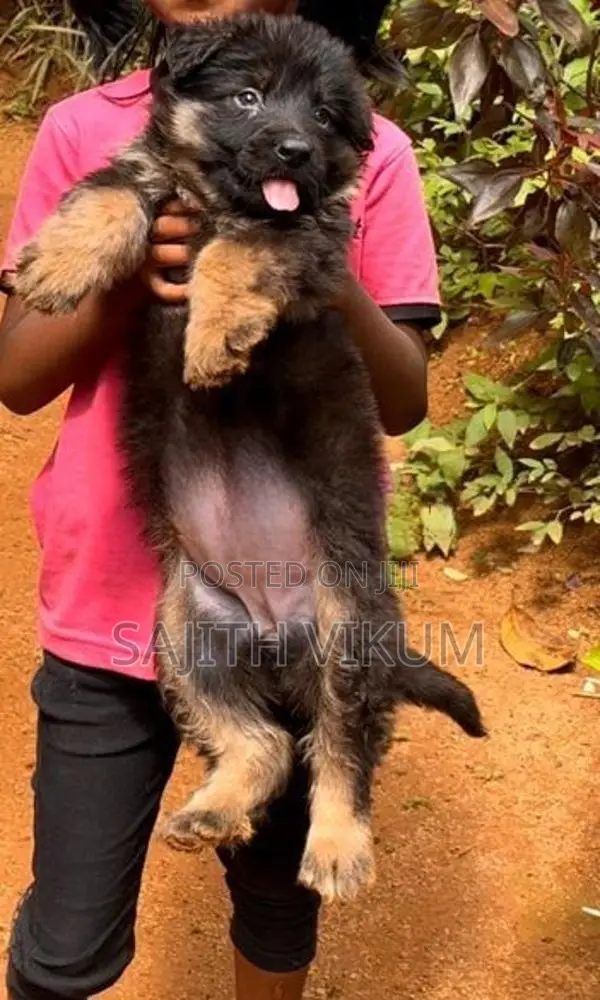German Shepherd Puppies