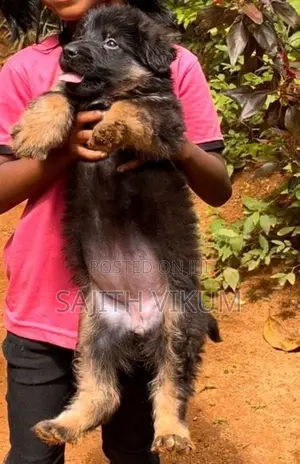 German Shepherd Puppies