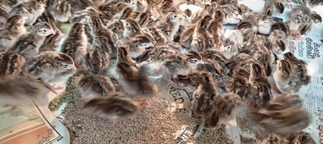 ගිනි කුකුල් පැටවුන්