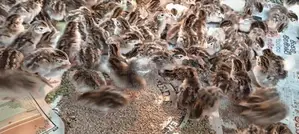 ගිනි කුකුල් පැටවුන්