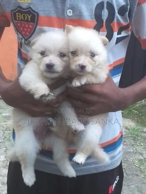 Mini Pomaneriyan