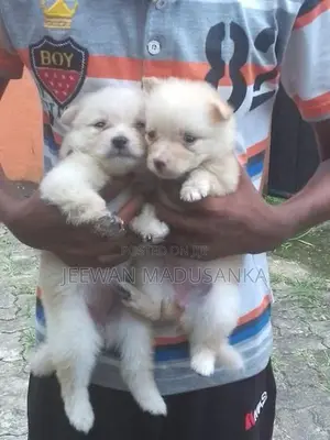 Mini Pomaneriyan