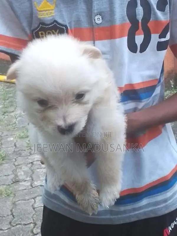 Mini Pomaneriyan