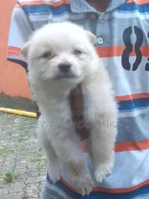 Mini Pomaneriyan