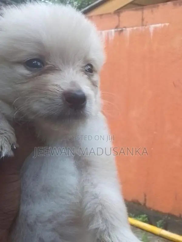 Mini Pomaneriyan