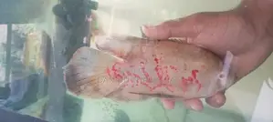 Oscar Fish