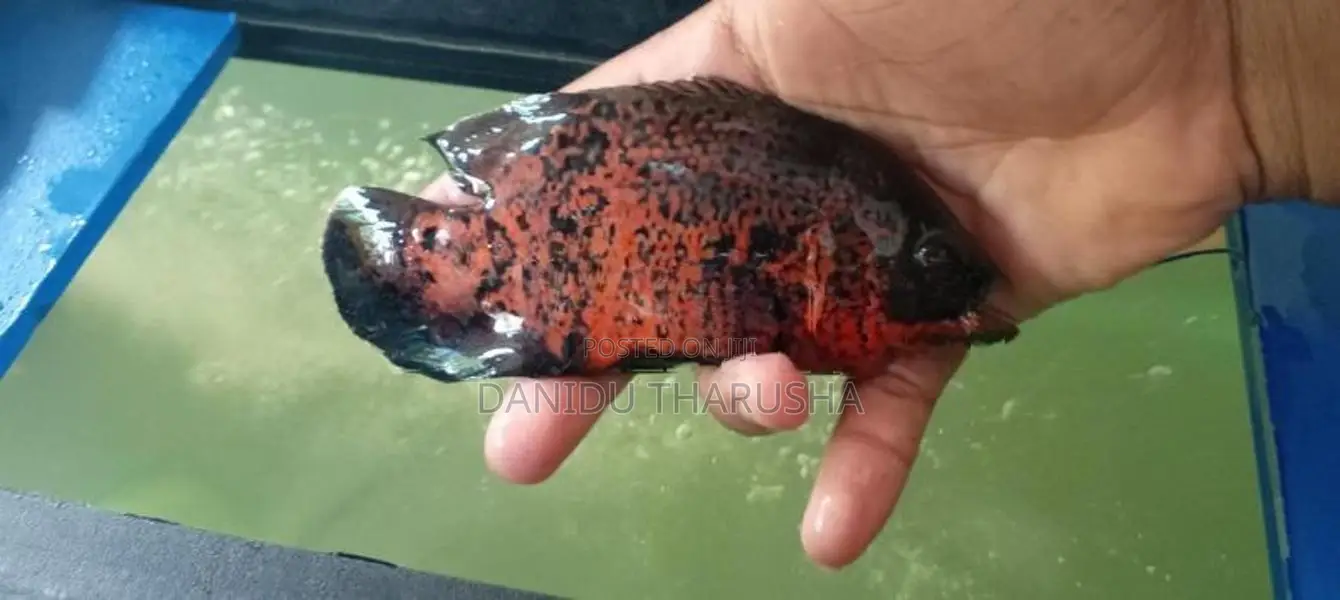 Oscar Fish