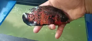 Oscar Fish