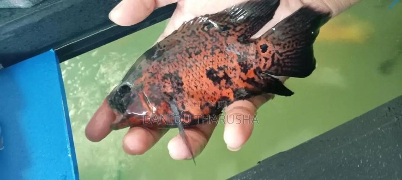 Oscar Fish