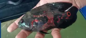 Oscar Fish
