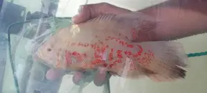 Oscar Fish