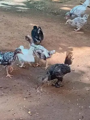 Bantam Koli