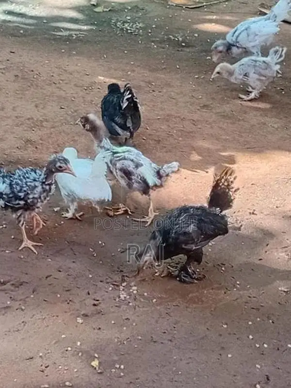 Bantam Koli