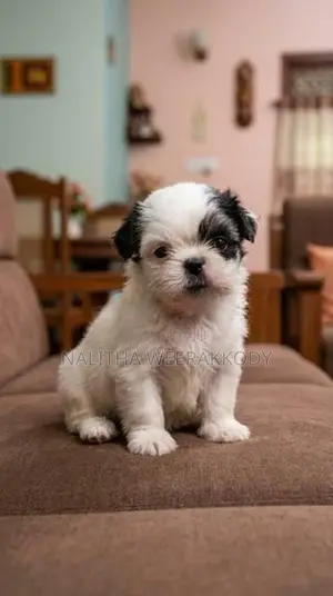 Shihtzu