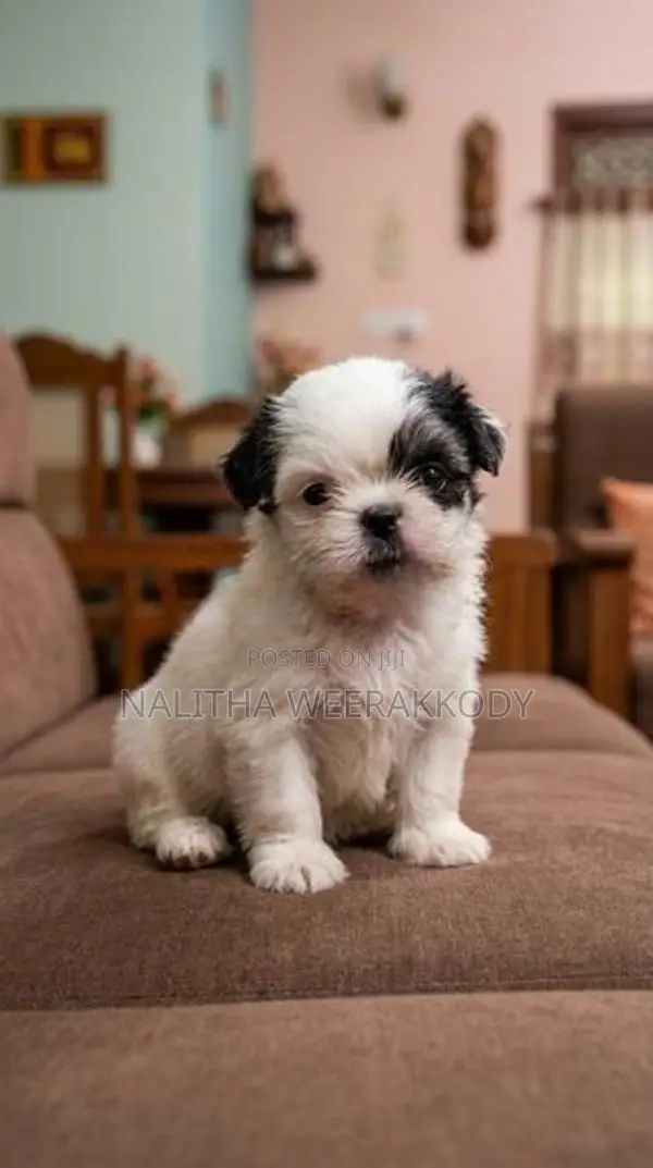 Shihtzu
