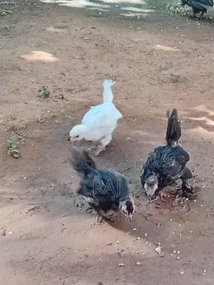 Bantam Koli