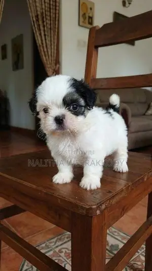 Shihtzu