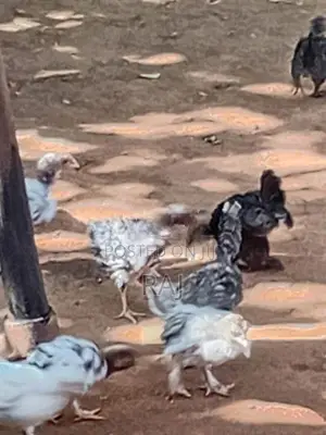 Bantam Koli
