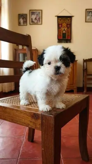 Shihtzu