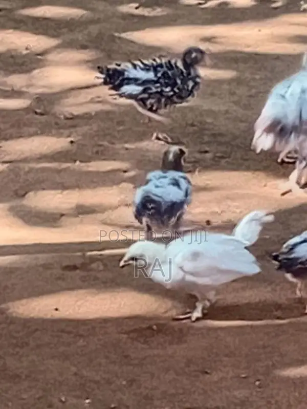Bantam Koli