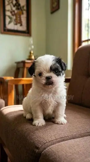 Shihtzu
