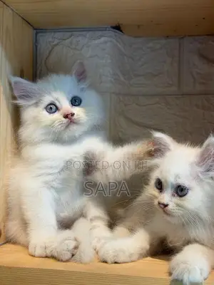 Persian Kittens
