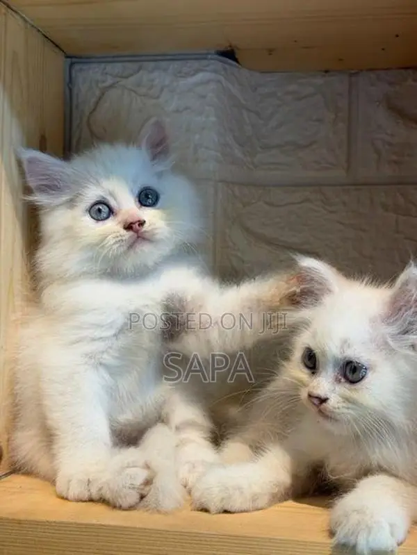 Persian Kittens