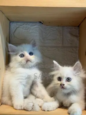 Persian Kittens