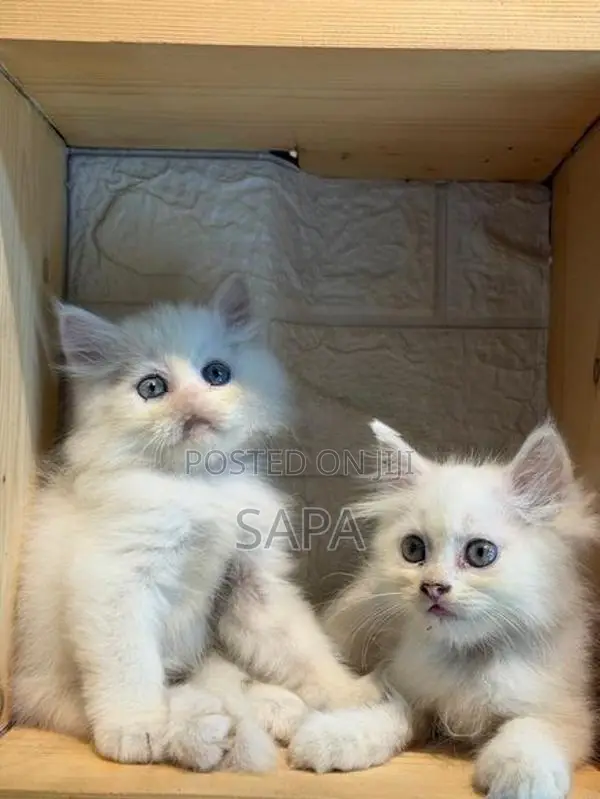 Persian Kittens