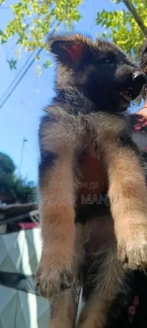 German Shepherd Puppies