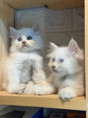 Persian Kittens