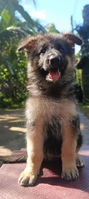 German Shepherd Puppies