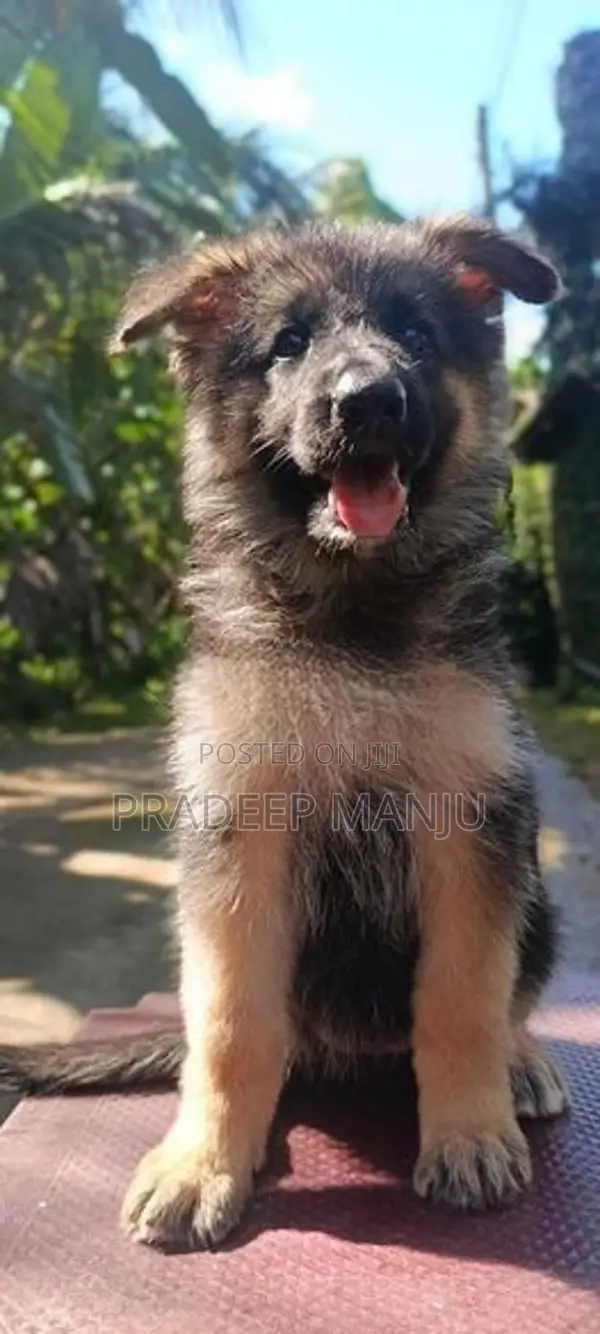 German Shepherd Puppies